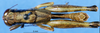 CollectionObject 1581364; 1df460df-211f-47d2-8bbb-56f5f91541bc: male, dorsal view (paratype). (CollectionObject).