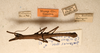 CollectionObject 1591090; 53fcff05-0758-4cc6-a6d1-e2e76bce297d: copyright NMW, Vienna. male, dorsal view (paratype). (CollectionObject).