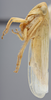 Habitus, lateral view: !! display not done !! on Chlorotettix (Chlorotettix) brevidus DeLong, 1937: Lateral. (Observation).