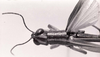 CollectionObject 1479100; ce850c82-dad8-48f5-870e-73cb26266ebc: Image C.S. Carbonell. male, head and pronotum, dorsal view (type of Tetrataenia brachyptera). (CollectionObject).