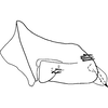 Pygofer, lateral view on Bonaspeia sydneyi Davies, 1987: Pygofer, lateral view (holotype). (Observation).