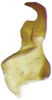 Stylus: !! display not done !! on Waigara boninensis (Matsumura, 1914): dorsal view. (Observation).