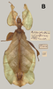 CollectionObject 1600491; a2e445d7-fe75-43d4-865a-01c7efdff07d: copyright Warsaw. female, dorsal view (paratype). (CollectionObject).