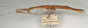 CollectionObject 1560896; 30a07e7a-6d1d-481f-91c6-dfa6fee7da9c: copyright NMW, Vienna. female, lateral view of Parasipyloidea aenea (syntype). (CollectionObject).;CollectionObject 1560897; 08e1e8a5-99b5-4916-a1d5-bb0fe8858a76: copyright NMW, Vienna. female, lateral view of Parasipyloidea aenea (syntype). (CollectionObject).