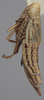 Habitus, lateral view on Athysanella (Athysanella) kanabana Ball & Beamer, 1940: Lateral - Female. (Observation).