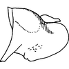 Pygofer, lateral view on Empoascanara (Empoascanara) prima Distant, 1918: Pygofer, lateral view. (Observation).