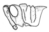 Conometopus sulcaticollis (Blanchard, 1851): Fig. 32. Male, head and pronotum (Isla del Maipo). (Otu).