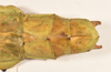 CollectionObject 1559890; 460ce897-92ad-479a-8af5-ca677354b80c: copyright OUMNH. female: end of abdomen, dorsal view of synonym Diapherodes (Craspedonia) undulata (holotype). (CollectionObject).