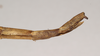 CollectionObject 1557945; 82488c0f-5e00-477b-9c3f-05536d232a06: copyright Natural History Museum, London. female: end of abdomen, lateral view (paratype). (CollectionObject).;CollectionObject 1557946; c99e70f7-516a-4c8c-9245-478afe0d9f52: copyright Natural History Museum, London. female: end of abdomen, lateral view (paratype). (CollectionObject).