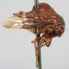 Habitus, lateral view: !! display not done !! on Telamona compacta Ball, 1903: (Observation).