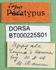 labels. Depicts CollectionObject 1501863; a558dd57-9b79-4818-9c25-4ea839bc0297, a CollectionObject.