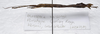 CollectionObject 1584692; dc994241-e32a-4f97-871b-885edaf10f94: copyright MBBJ, Bogor. female, lateral view (paratype). (CollectionObject).
