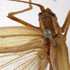 CollectionObject 1530630; 71275256-5846-4358-ba10-f15b51ff9583: female, dorsal view (paralectotype of Tylopsis meruensis). (CollectionObject).