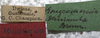 CollectionObject 1505780; 33cda1f1-06f4-4333-9633-125df9c87c80: labels (syntype). (CollectionObject).