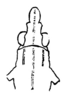 Rostella processus (Hancock, 1907): Fig. 207. male, head and anterior portion of pronotum, dorsal view (identification uncertain). (Otu).