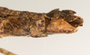 CollectionObject 1560742; e3a9695b-e704-49f9-ae77-9cefc57dddfb: copyright ZMUH, Hamburg. female: end of abdomen, ventral view (holotype). (CollectionObject).
