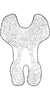 Connective on Drabescoides nuchalis (Jacobi, 1943): Connective. (Observation).