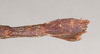 CollectionObject 1557825; 87f9a19e-e234-4e6b-b475-4fa501d1a9d7: copyright Natural History Museum, London. female: end of abdomen, lateral view of Chondrostethus woodfordi (syntype). (CollectionObject).;CollectionObject 1557826; 50d4ed4c-0940-4f37-b3fe-450e20f5d380: copyright Natural History Museum, London. female: end of abdomen, lateral view of Chondrostethus woodfordi (syntype). (CollectionObject).