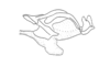 Talamancacris palustris Rowell, 1995: Fig. 7E. endophallus, lateral view. (Otu).