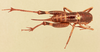 CollectionObject 1516668; 2dffacba-1165-4acb-83de-d63ef3b74db5, NHMUK015982136: female, dorsal view (holotype). (CollectionObject).