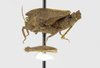 CollectionObject 1523456; 978bc91e-803f-4c64-b027-3490c1c18610: male, lateral view (holotype). (CollectionObject).