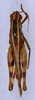 CollectionObject 1578679; 015279d1-27a0-4e39-994d-ed3772fd7817: male, dorsal view (paratype of Thisoicetrus littoralis asiaticus). (CollectionObject).