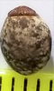 Cladomorphus petropolisensis Costa, Mallet & Takiya, 2022: copyright Jane Costa. Egg. (Otu).