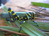 Diponthus festivus Gerstaecker, 1873: Male. (Otu).