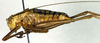 CollectionObject 1502543; ebb4be18-fb03-41a6-a217-9c532a24b9fb: male, lateral view (paratype). (CollectionObject).