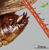 CollectionObject 2274535; Unioeste Cascavel K-1104, a74e9d9c-d0a8-412f-b254-03c88c7aca62: Female, terminalia in lateral view. (CollectionObject).