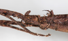 CollectionObject 1562367; NMW 241, 8a2be2e5-1ebe-4b1c-9056-d28ea6c97808: copyright NMW, Vienna. female: head, lateral view (syntype). (CollectionObject).