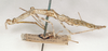 CollectionObject 1558088; 3f09b3f3-1440-4c5e-b9e1-69b53ca5b97e: St. Petersburg. female, lateral view (paratype). (CollectionObject).