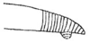 Callimenellus beybienkoi Gorochov & Voltshenkova, 2005: Fig. 52. part of stridulatory file (?). (Otu).