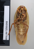 CollectionObject 1573257; a8d99f0d-b47d-470f-b691-ff7a457c7e76: Copyright NHM, London. Ventral view, male, non-type. (CollectionObject).
