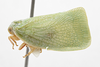 Habitus, lateral view: !! display not done !! on Ormenaria barberi (Van Duzee, 1912): (Observation).