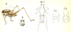 Pl. 11, Fig. 7. male (body length 20 mm, pronotum 9 mm, hind femur 23 mm), A habitus, B head, C abdomen tip (a dorsal, b ventral). Depicts Pholidoptera fallax (Fischer, 1853), an Otu.