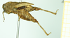 CollectionObject 1532605; 3f7a4f28-6c85-49f1-a5cd-08588ca81966: male, lateral view (holotype). (CollectionObject).