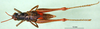 CollectionObject 1566287; de715f4e-805d-4407-8c64-2ba15977494f: female, dorsal view (paratype). (CollectionObject).
