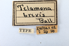 Other: !! display not done !! on Telamonanthe brevis (Ball, 1903): (Observation).