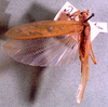 CollectionObject 1503414; MBBJ 3226139, e649db11-77b7-4cc1-844a-4b831806287c: female, dorsal view. (CollectionObject).