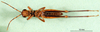 CollectionObject 1577148; 50d8a621-6313-4399-9311-2c548e71d65f: male, ventral view (paratype). (CollectionObject).
