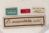 CollectionObject 1585402; d74bb343-6f92-4fac-84d1-8b8cbe4a9694: male, labels (syntype). (CollectionObject).