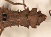 CollectionObject 1561554; 6cdbe08b-dbcd-4592-830b-23e49866e842: copyright UMO. female, end of abdomen, dorsal view of synonym Acanthoderus spiniventris (syntype). (CollectionObject).;CollectionObject 1561555; effcc6fe-eba2-4459-a612-4ec6e76c6540: copyright UMO. female, end of abdomen, dorsal view of synonym Acanthoderus spiniventris (syntype). (CollectionObject).
