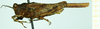 CollectionObject 1585168; eb60d7eb-7fb5-40c3-aa0a-9fc3ed24bf68: female, lateral view. (CollectionObject).