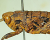 CollectionObject 1498693; 9eac8be5-1853-41f0-a43a-dc098e6bacb8: male head and pronotum, lateral view. (CollectionObject).