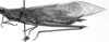 CollectionObject 1519003; 820d1372-be0c-42d6-bfd9-65db5e5baf01: male, lateral view (holotype). (CollectionObject).