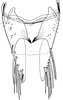 Pygofer ventral appendages, ventral view on Cosmotettix (Airosus) costalis (Fallén, 1826): Pygofer ventral appendages, ventral view. (Observation).