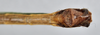CollectionObject 1590070; d824a2ac-dcaa-47de-9aa4-9ec19910bf4e: copyright MNHN, Paris. male: end of abdomen, ventral view (holotype). (CollectionObject).