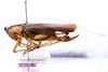 CollectionObject 1531391; fa48718e-01a8-4e28-9700-60de9472bfc2: female, lateral view (probably holotype). (CollectionObject).
