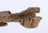 CollectionObject 1558666; 56f6a763-d046-4fd6-b598-5cfc25e7c147: copyright ANSP. male: end of abdomen, lateral view (holotype). (CollectionObject).